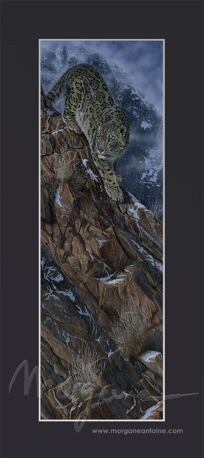 The Mountaineer Open Edition