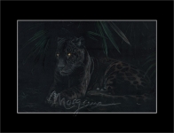 Pantanal Shadow Open Edition