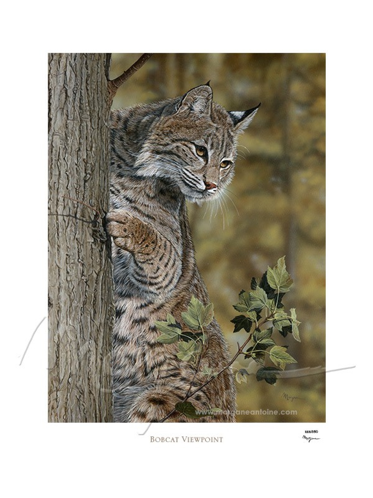 Bobcat Viewpoint Limited Edition