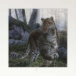 A New Hope Open Edition