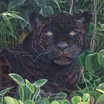 Espiritu de la Selva