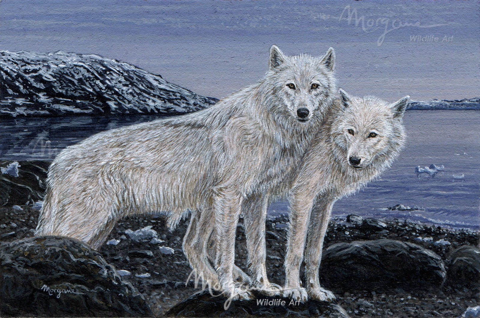 Arctic Companions