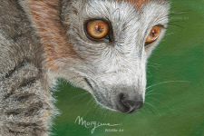 Wild Eyes Lemur