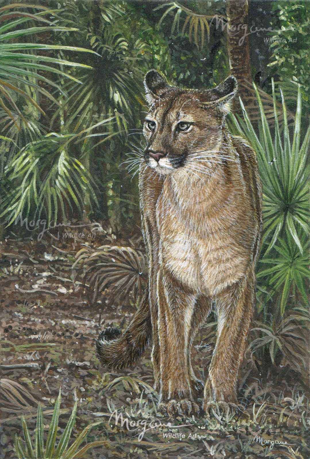 Florida Ghost Cat