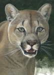 Mountain Lion A213