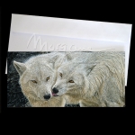 Arctic Kiss Postcard