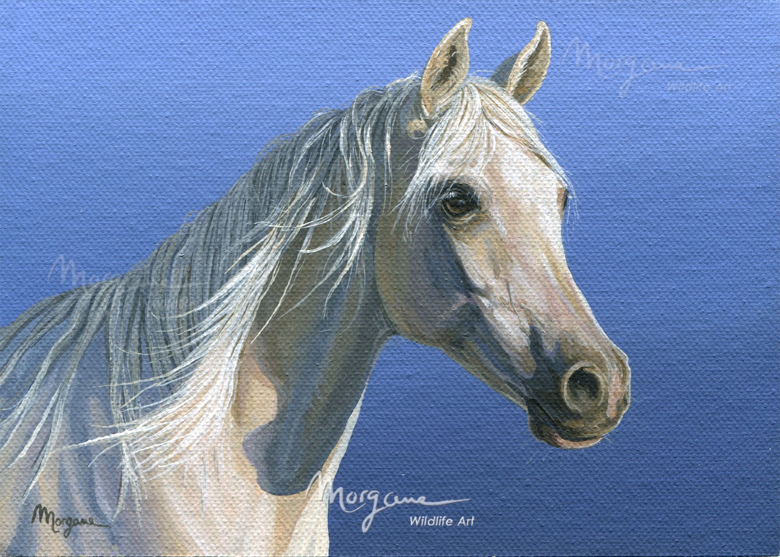 Sunset Horse A225
