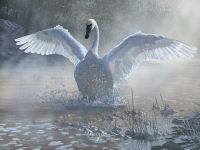 Winter's Grace