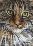 Maine Coon Charm