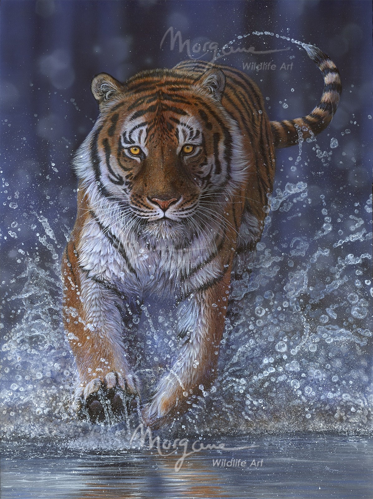 Midnight Splash