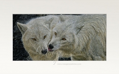 Arctic Kiss Open Edition