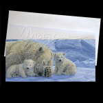 Bear With Us Postcard