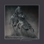 Contenders Open Edition