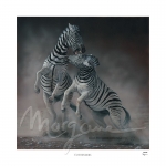 Contenders Limited Edition