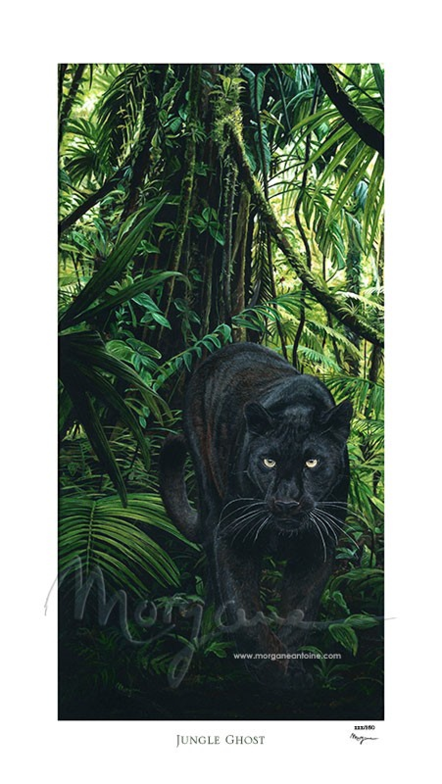 Jungle Ghost Limited Edition