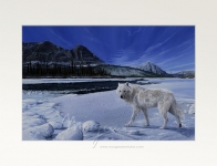 Morning Patrol Open Edition