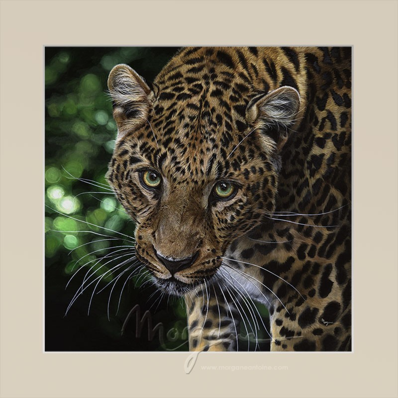 Spotted Open Edition