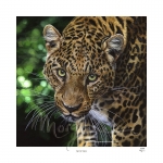 Spotted Limited Edition