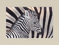 Stripes Open Edition