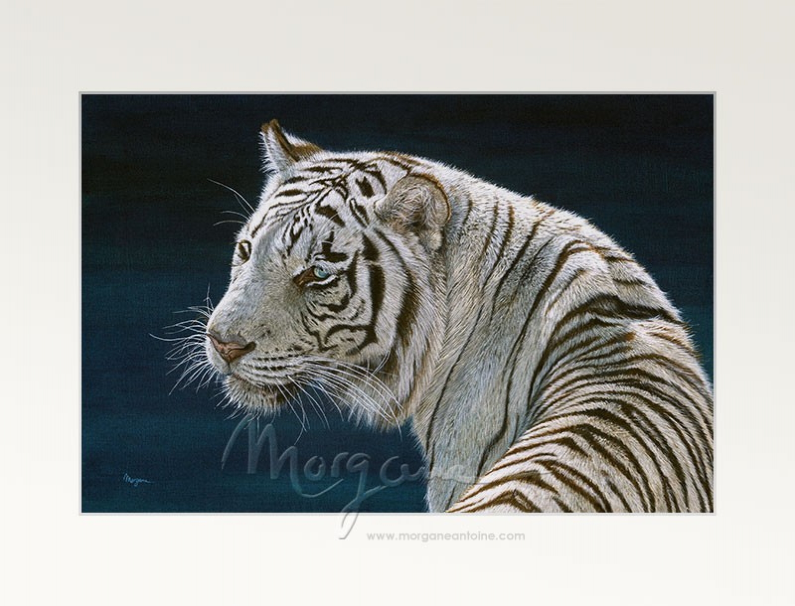 White Beauty Open Edition