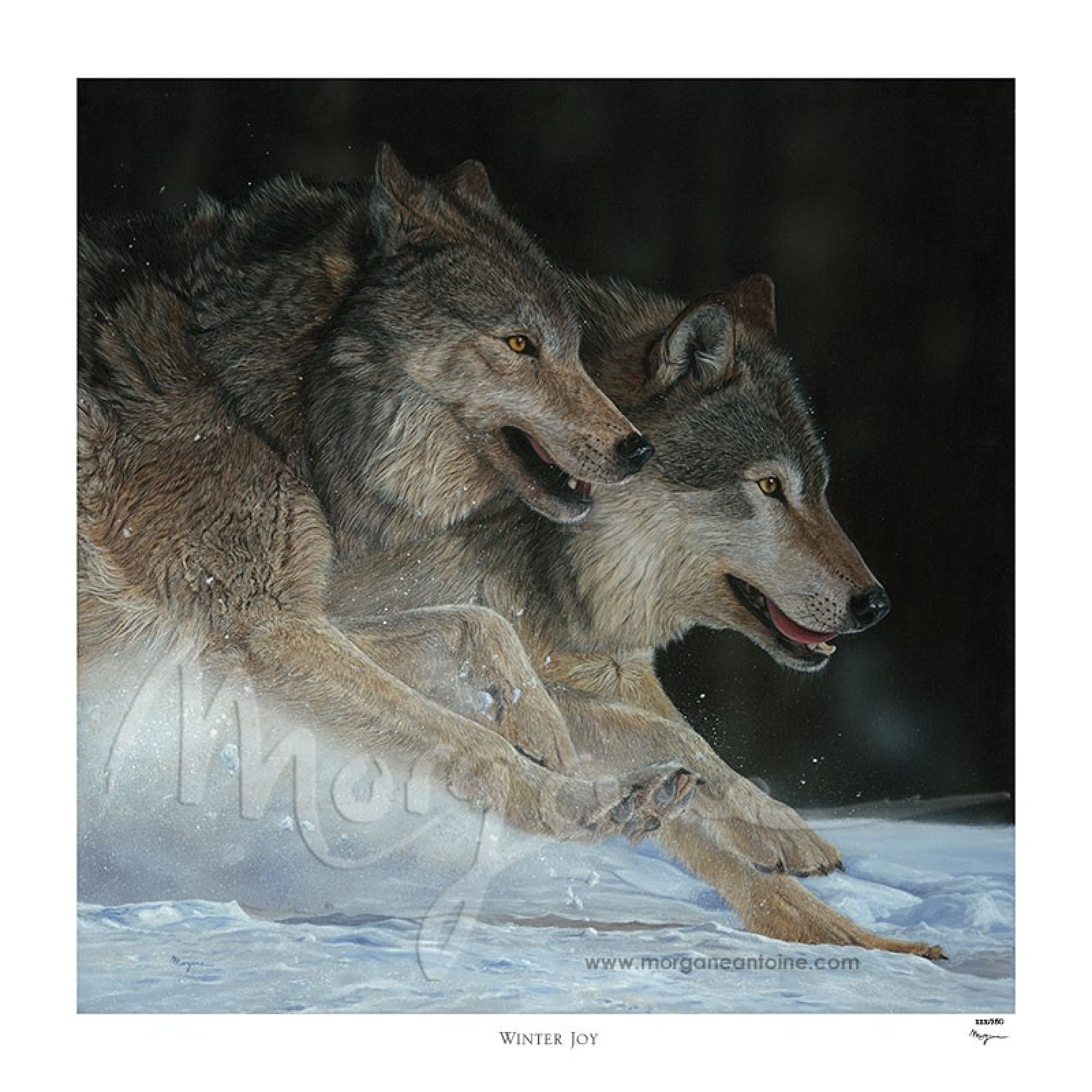 Winter Joy Limited Edition