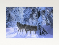 Winter Wonderland Open Edition