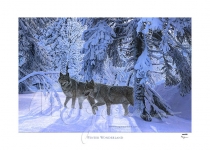 Winter Wonderland Limited Edition