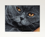 British Charmer Open Edition