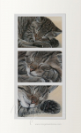 Cat Nap Edition Ouverte