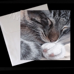 Sweet Dreams Postcard