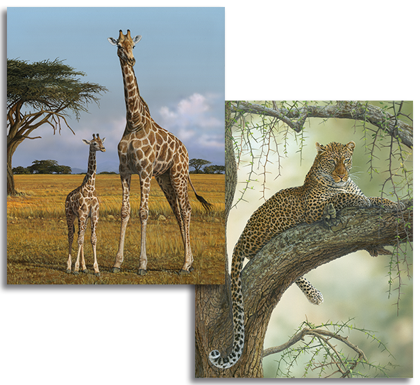 Reference photos for gorilla commission