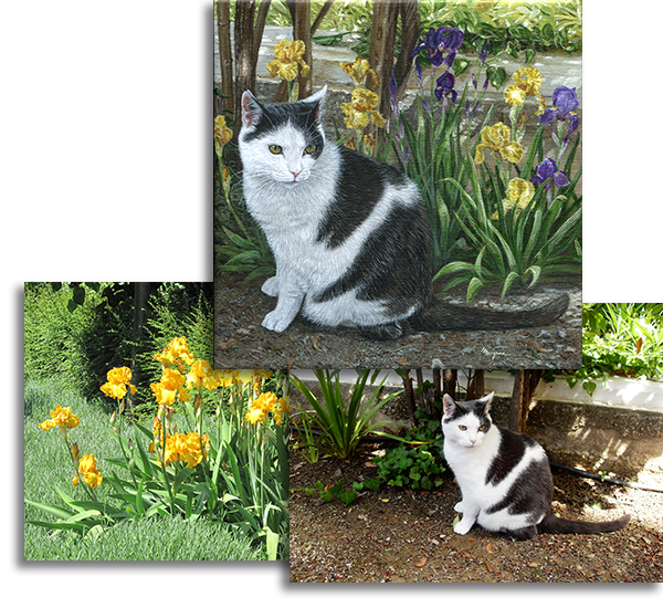 Reference photos for commission of Chipie